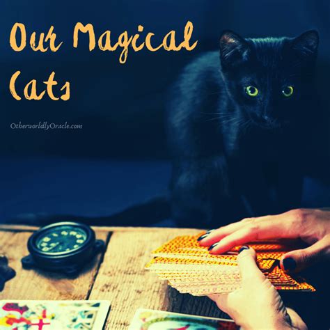 A magical cat from our reality and the neglected enchantress
